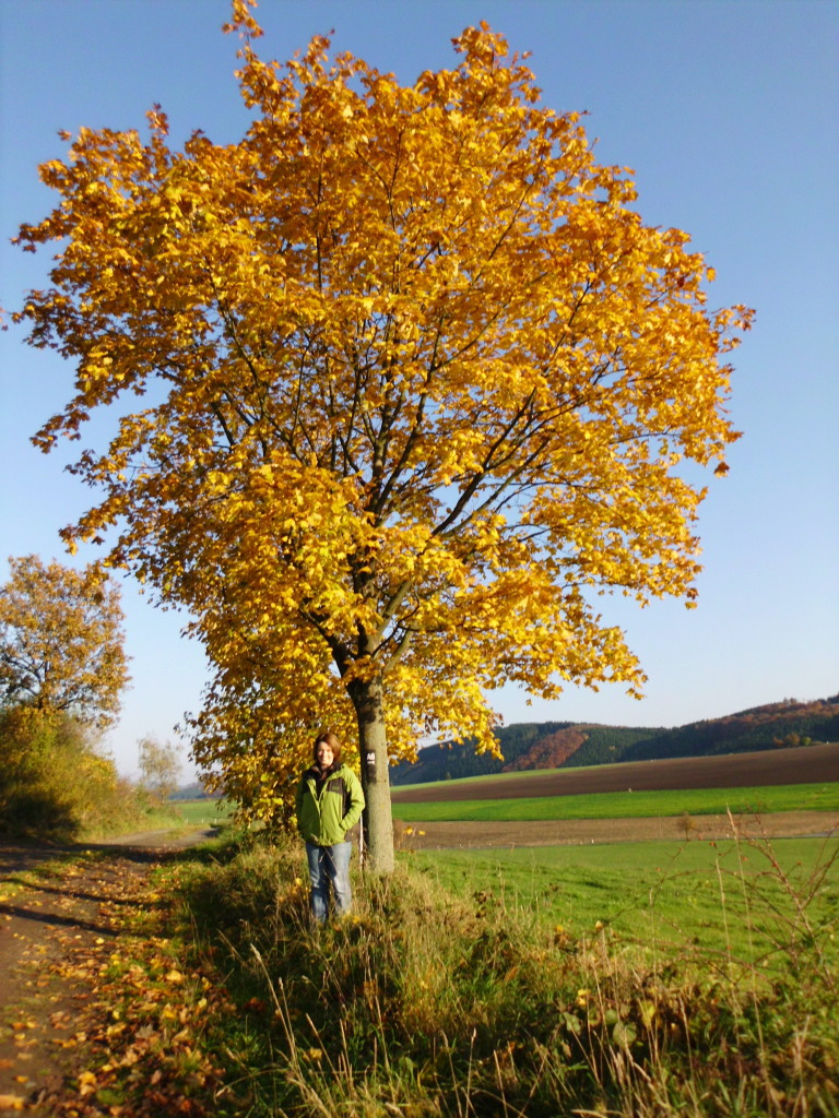 Herbst im Sauerland